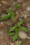 White avens